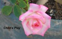 Child's Play™ rose photo