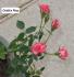 Child's Play™ rose photo