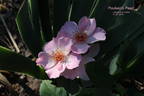 Poulsen's Pearl rose photo