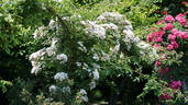 Amaglia rose photo