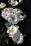 Weisse aus Sparrieshoop rose photo