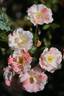 Dandy Andy rose photo