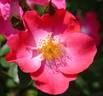 Chuckles rose photo