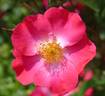 Chuckles rose photo