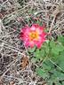 Hot Tamale rose photo