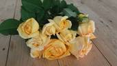 Honey Bouquet rose photo