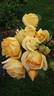 Honey Bouquet rose photo
