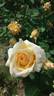 Honey Bouquet rose photo