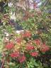 R. henryi rose photo
