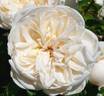 Summer Memories rose photo