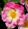 Watercolors ™ rose photo