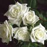 Canazei™ Love Forever® rose photo