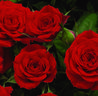 Bari by Night rose photo