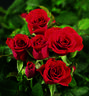 Barletta rose photo