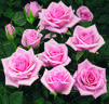 New York™ Love Forever® rose photo