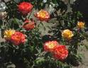 Judy Garland rose photo