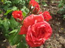 Su-Spantu rose photo