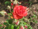 Su-Spantu rose photo
