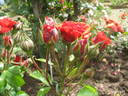 Su-Spantu rose photo