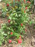 Su-Spantu rose photo