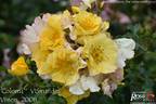 Coloma® rose photo