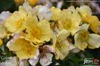 Coloma® rose photo