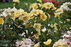 Coloma® rose photo