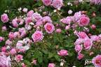 Crescendo rose photo