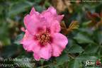 Eye Shadow rose photo