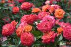 Feurio rose photo