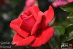 Grande Classe® rose photo