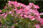 Hugues Aufray ® rose photo