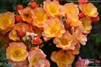 Linnaeus™ rose photo