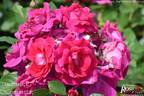 Lovestruck rose photo