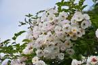 Paragon rose photo