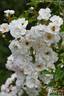 Paragon rose photo
