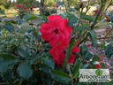 Rotfassade ® rose photo