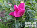 Scabrosa rose photo