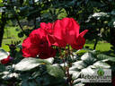 Robusta rose photo