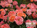 Airbrush rose photo