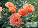 Arabia rose photo