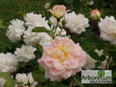Galaxy rose photo