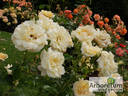 Wartburg 77 rose photo