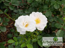 Brautzauber ® rose photo