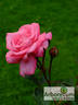 Eliza ™ rose photo