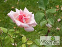 Bozena Nemcová rose photo