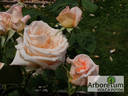 Эмми rose photo
