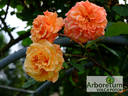 Aloha rose photo