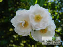 Hella rose photo