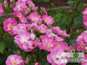 Global Water rose photo